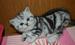 Британская короткошерстная, британские мраморные котята