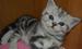 Британская короткошерстная, британские мраморные котята